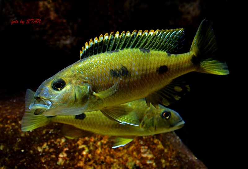 Exochochromis anagenys